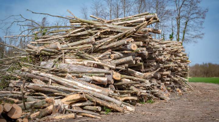 Bois sur pied Villette-de-Vienne